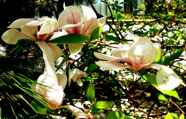 27.magnolia.jpg