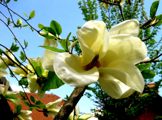 28.magnolia.jpg
