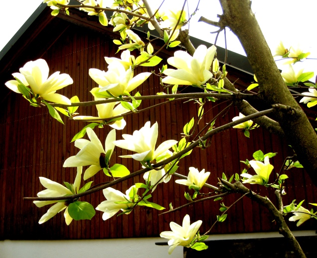 29.magnolia.jpg